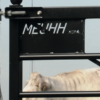 MEUHH Weidepoort